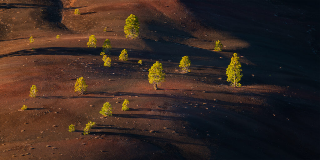 Forests Trees Marlon Holden Fine Art