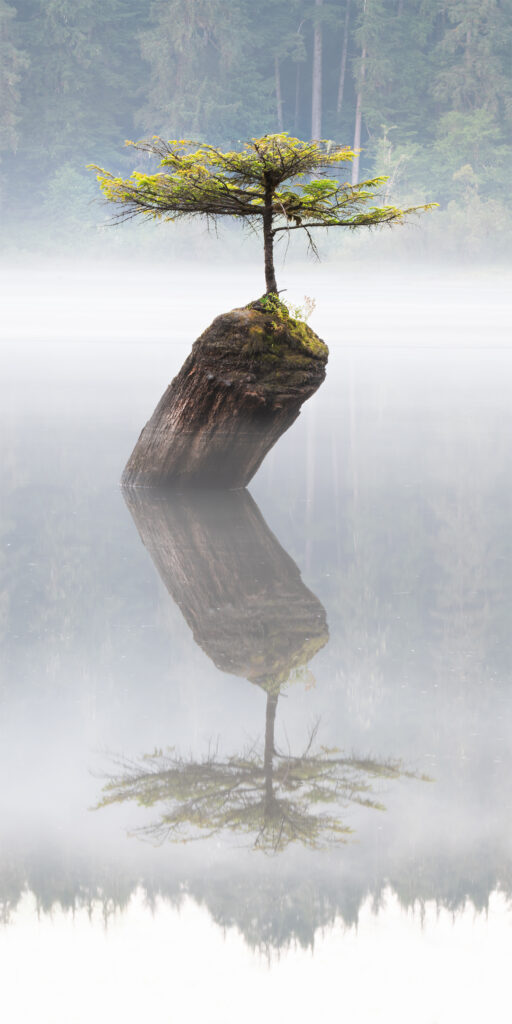 Forests Trees Marlon Holden Fine Art