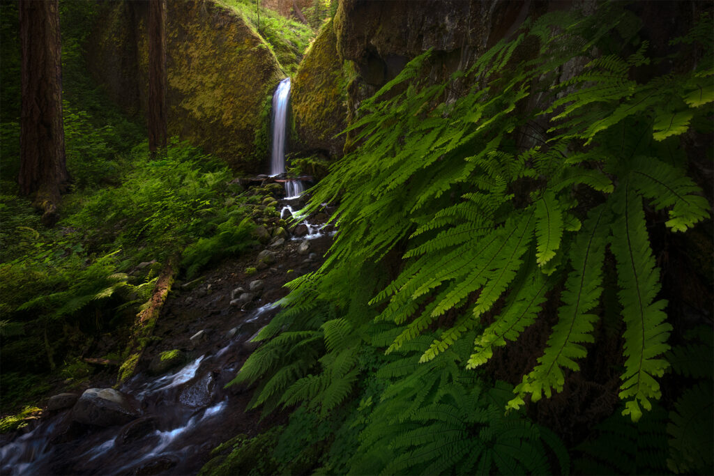 Forests Trees Marlon Holden Fine Art